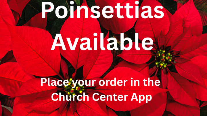poinsettias